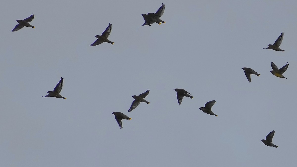 brkoslav americký - ML647820078