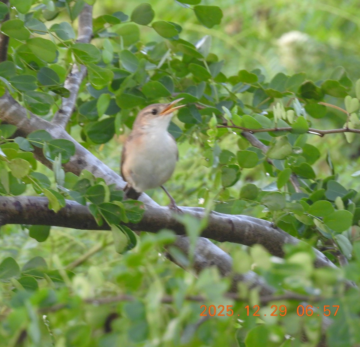 Southern House Wren - ML647820083
