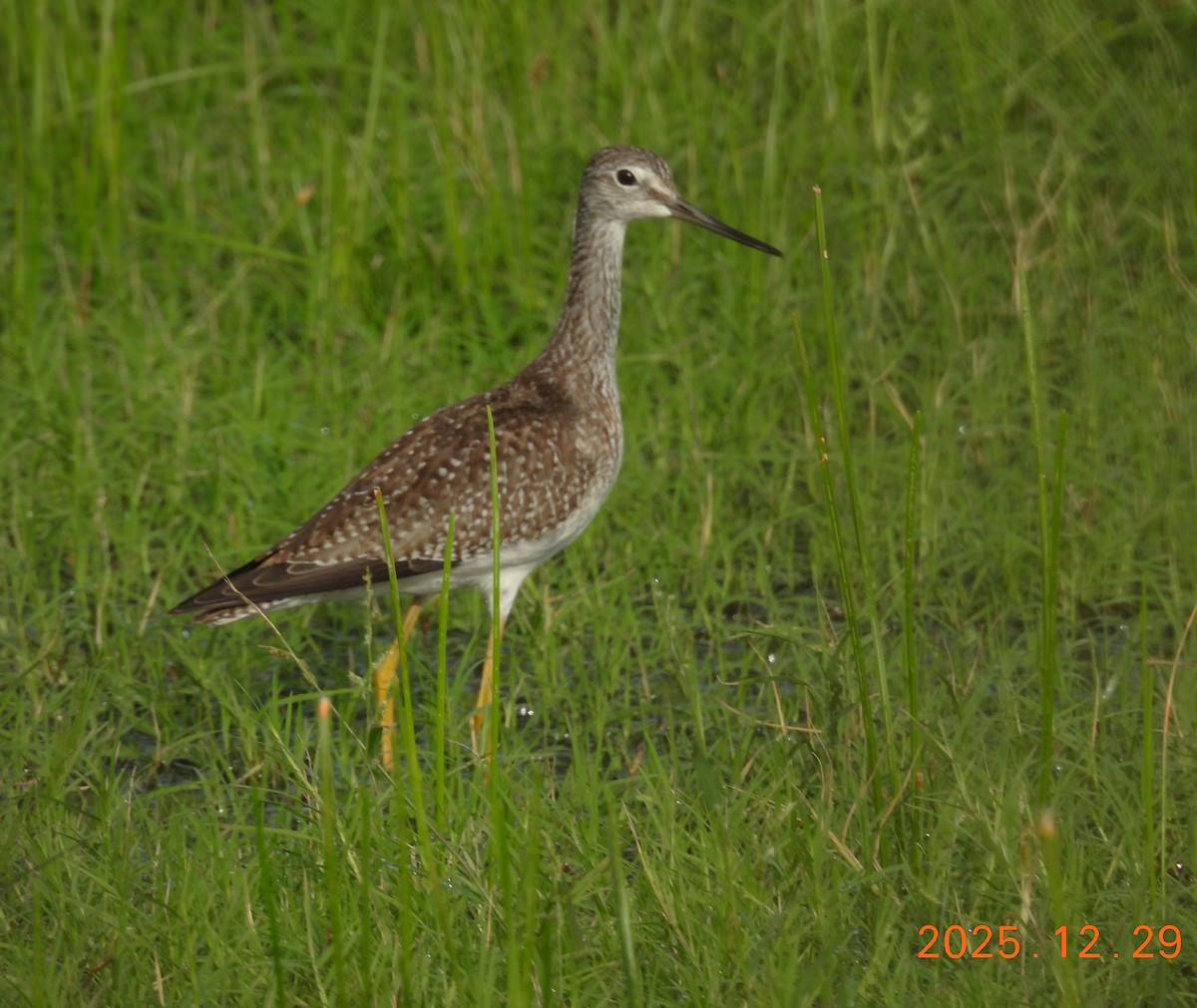 Greater Yellowlegs - ML647820116