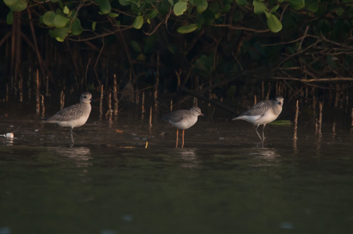 Chorlito Gris - ML647820144