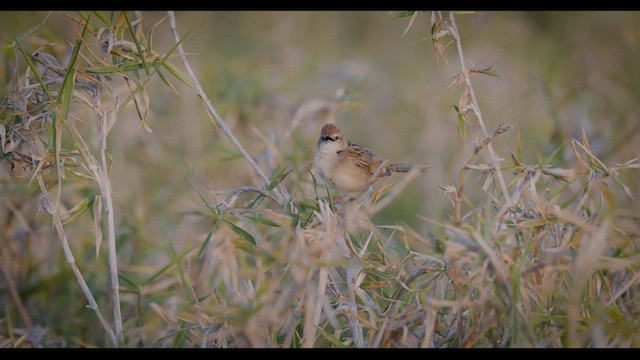 Tawny Grassbird - ML647820160