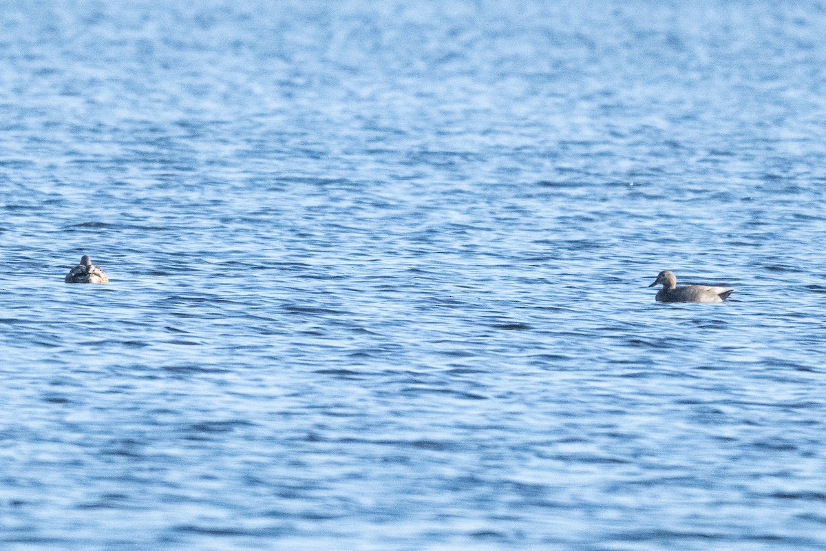 オカヨシガモ - ML647820164