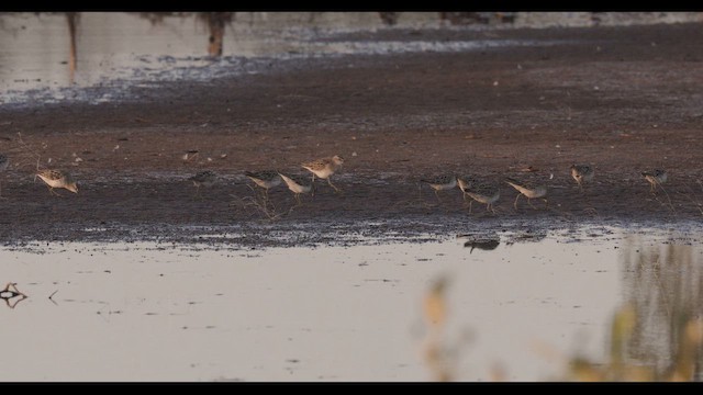 Sharp-tailed Sandpiper - ML647820171