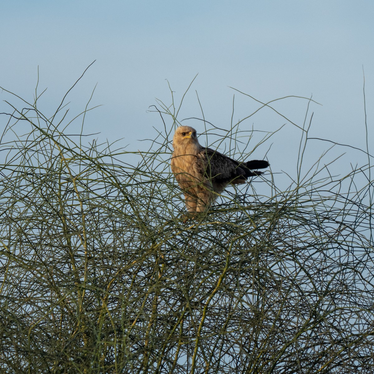 Tawny Eagle - ML647820174
