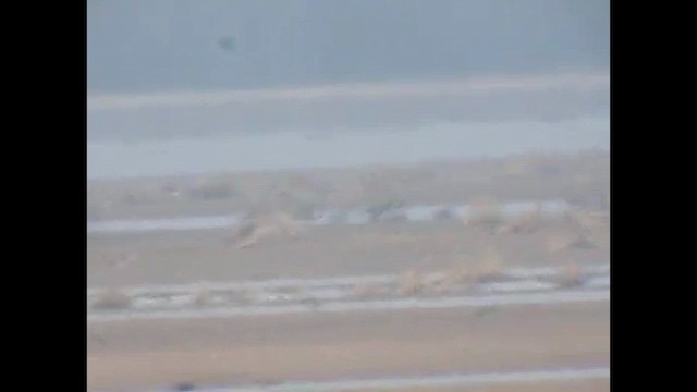 Red-breasted Goose - ML647820180