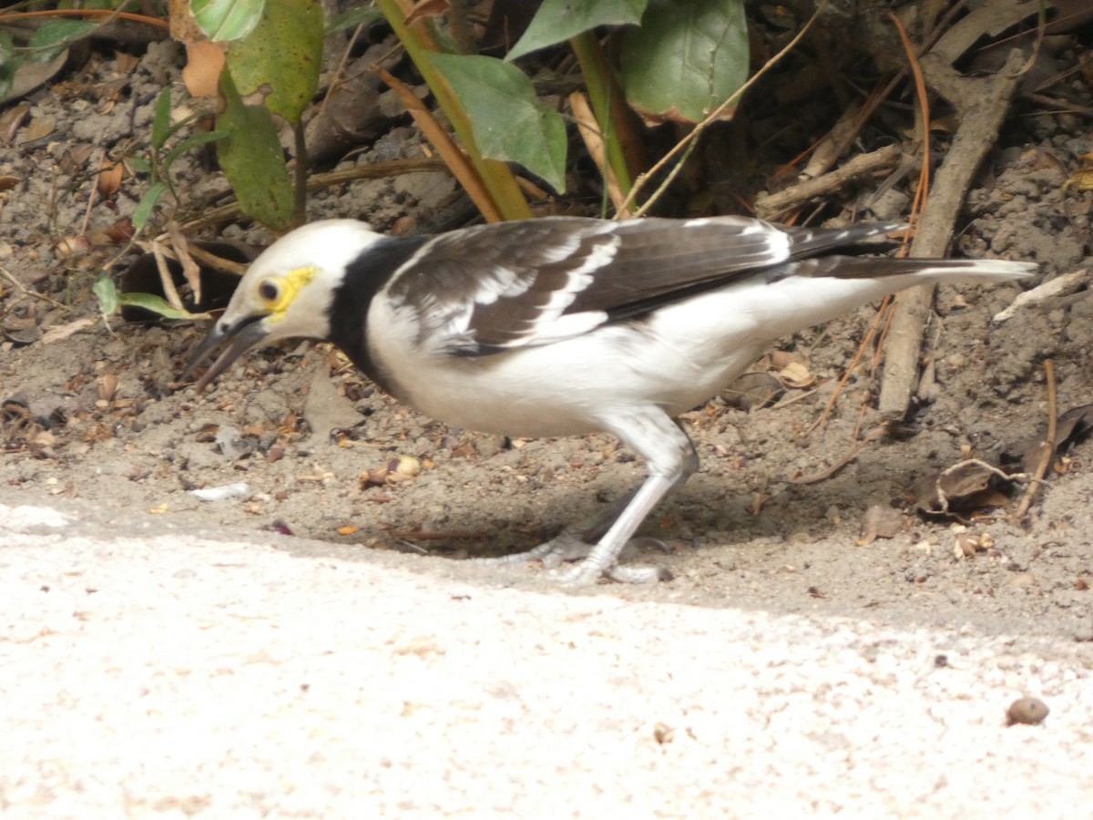 Black-collared Starling - ML647820207