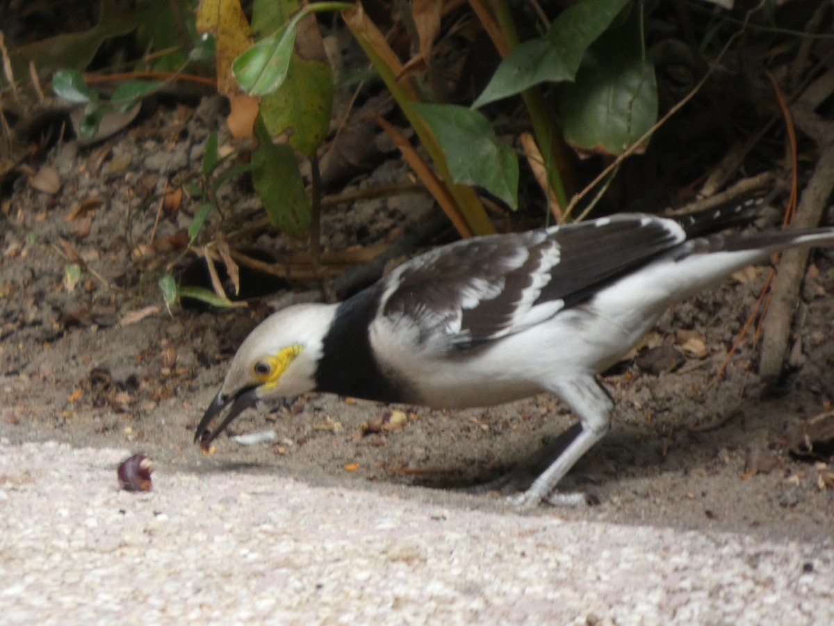 Black-collared Starling - ML647820208