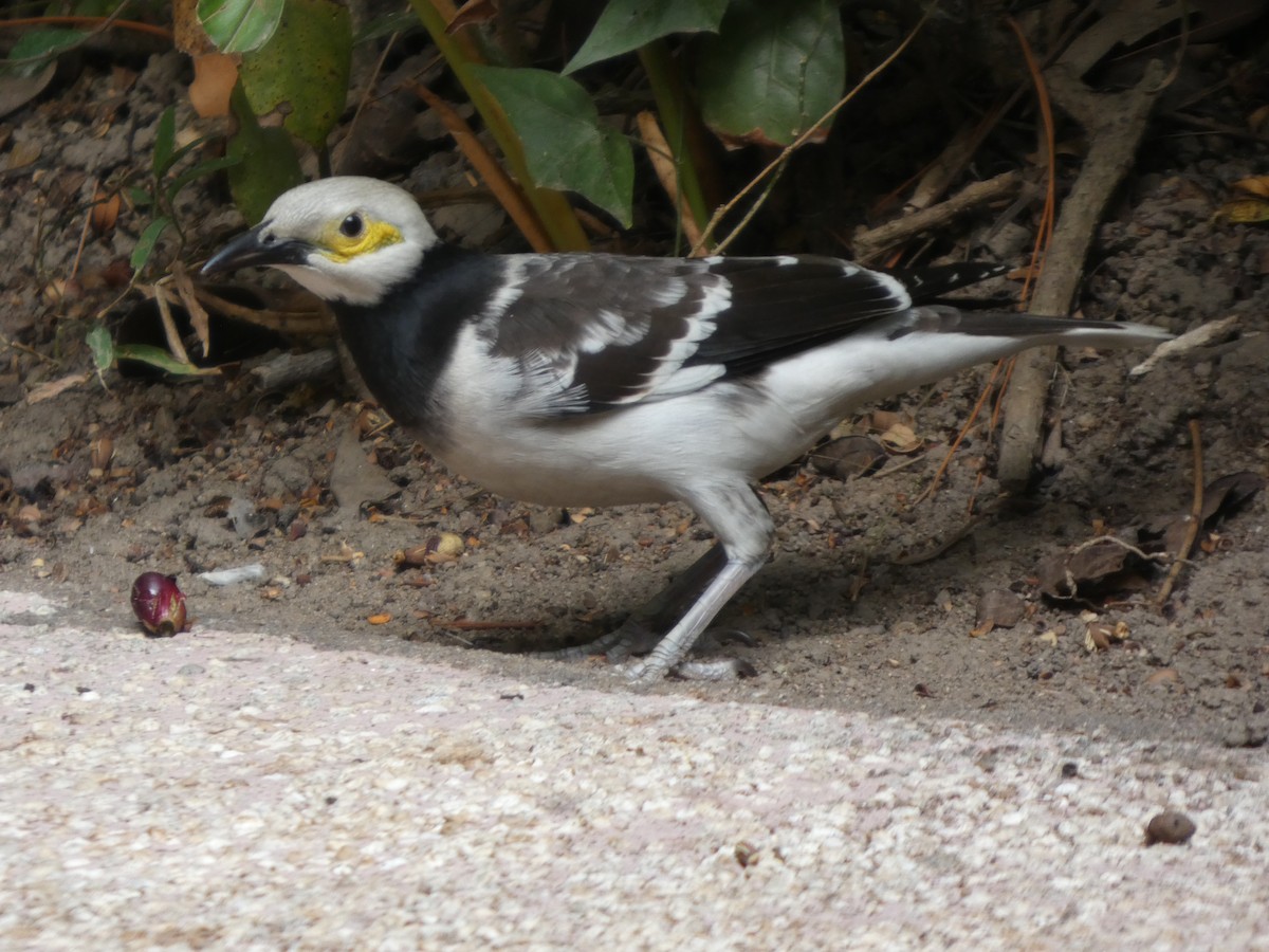 Black-collared Starling - ML647820209