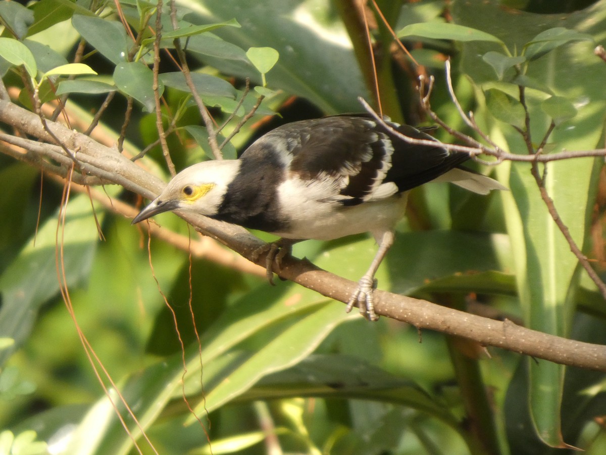 Black-collared Starling - ML647820210