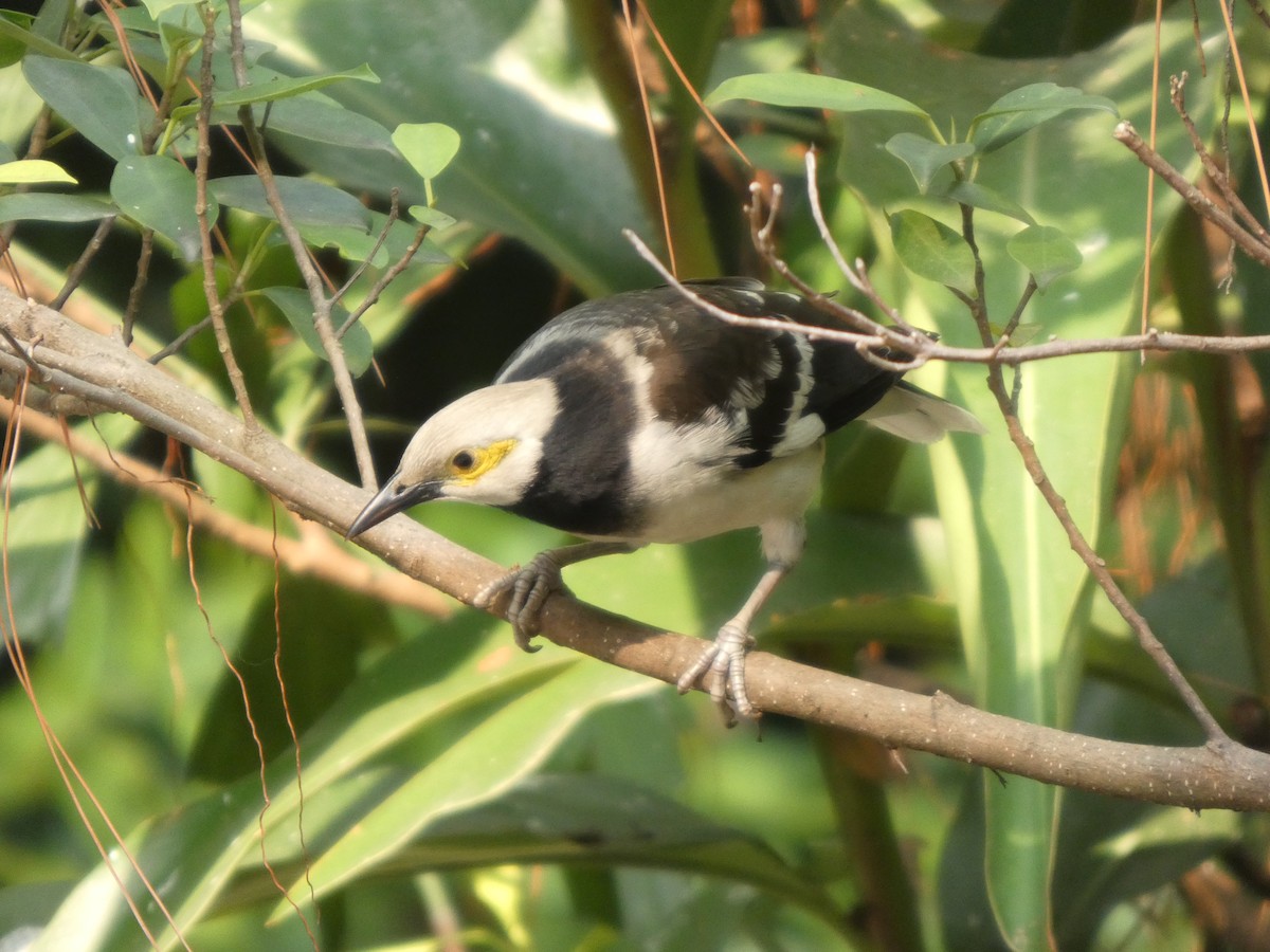 Black-collared Starling - ML647820211
