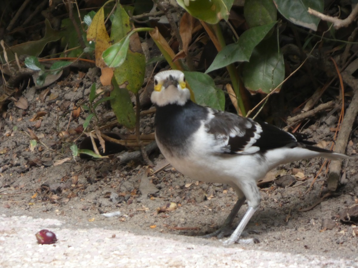 Black-collared Starling - ML647820212