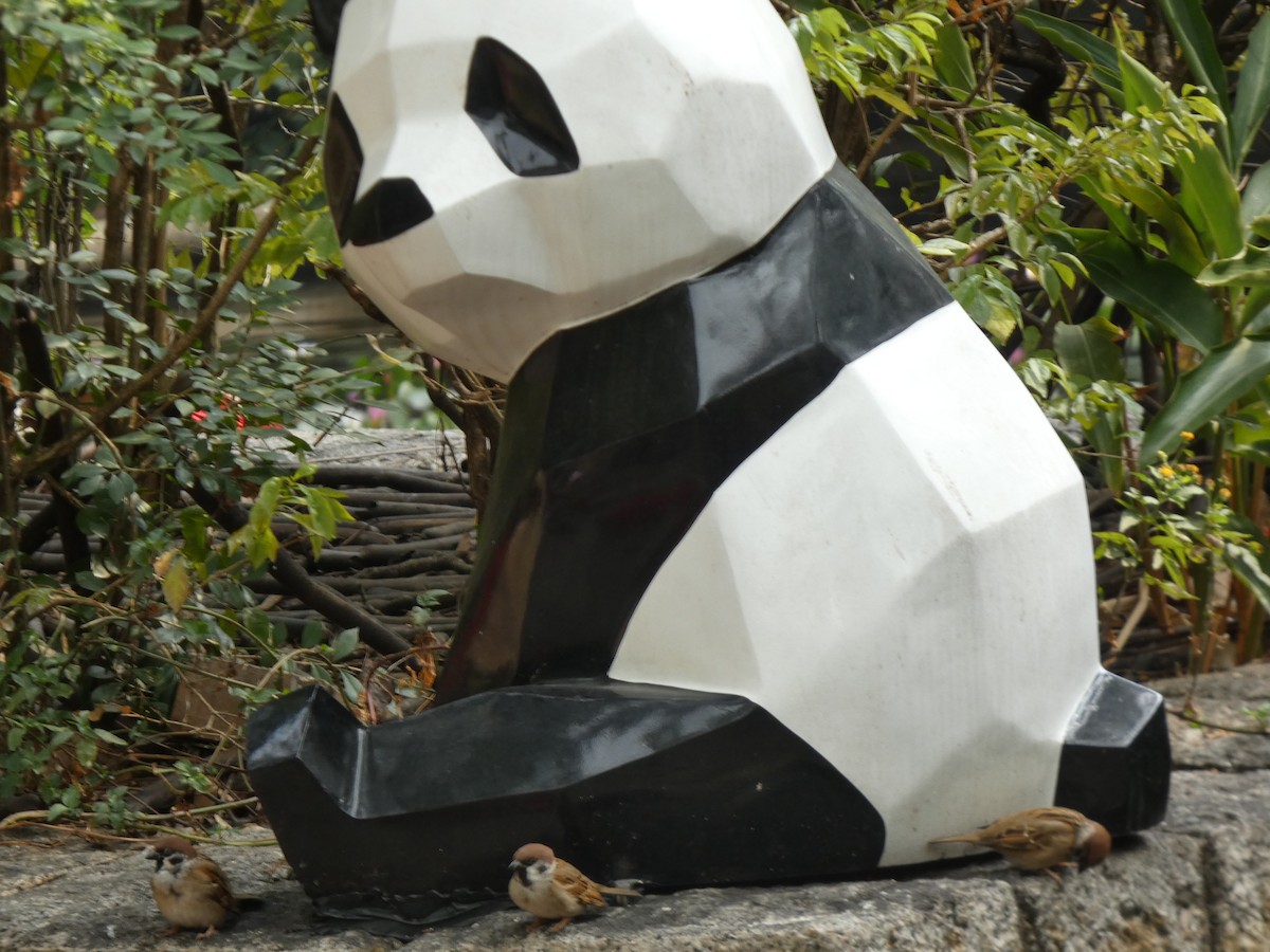 Eurasian Tree Sparrow - ML647820219