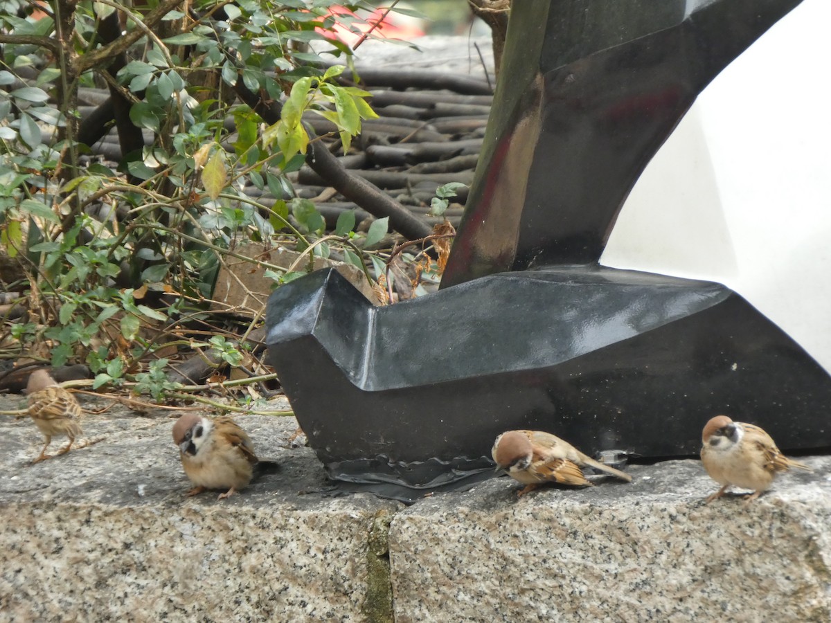 Eurasian Tree Sparrow - ML647820220