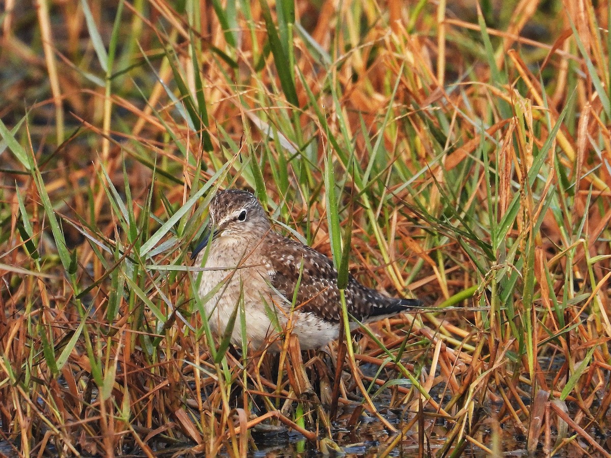 Green Sandpiper - ML647820231