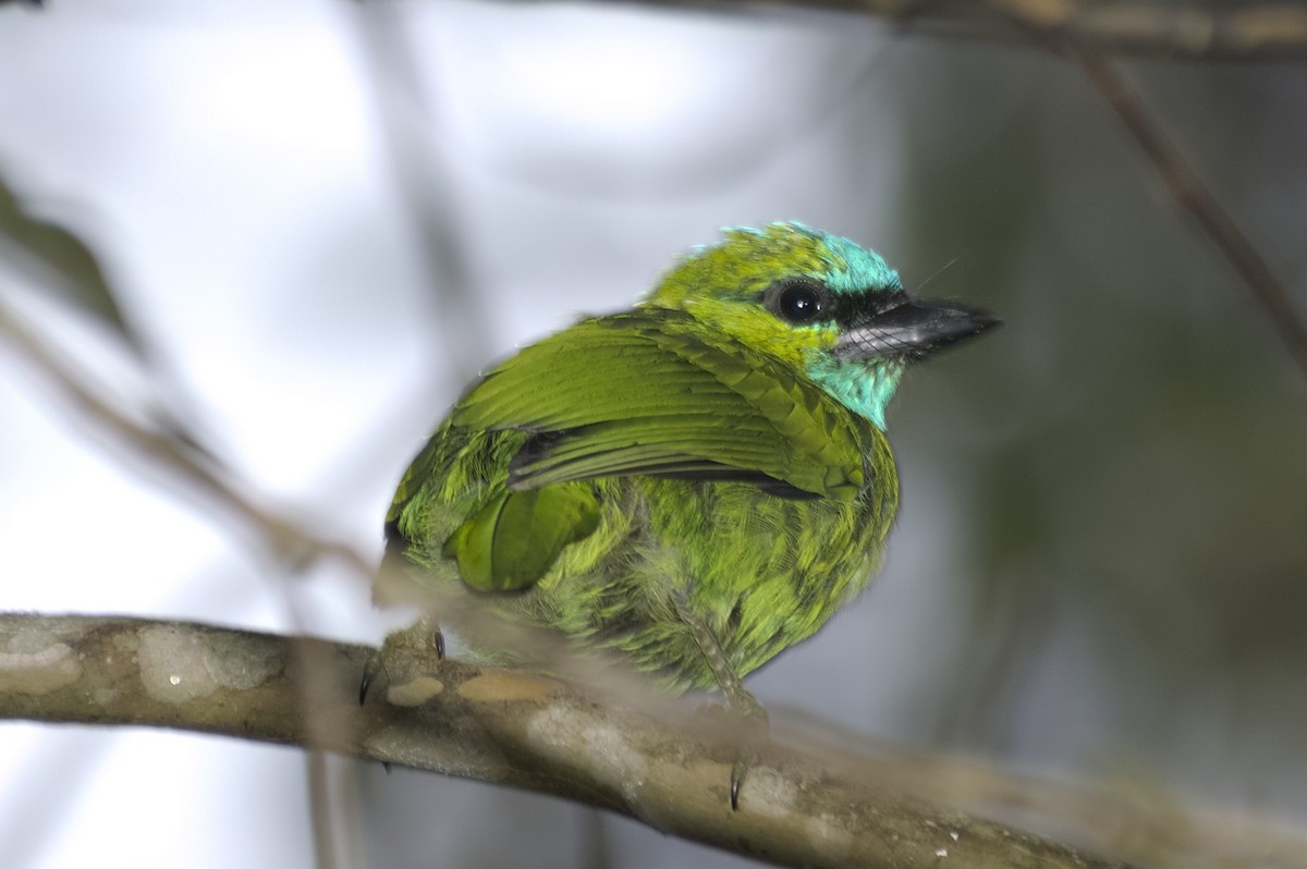Golden-naped Barbet - ML647820233