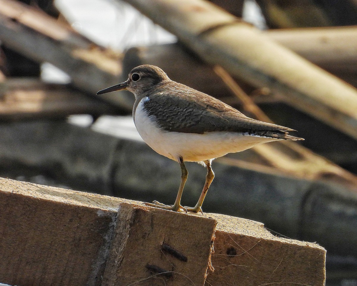 Common Sandpiper - ML647820235
