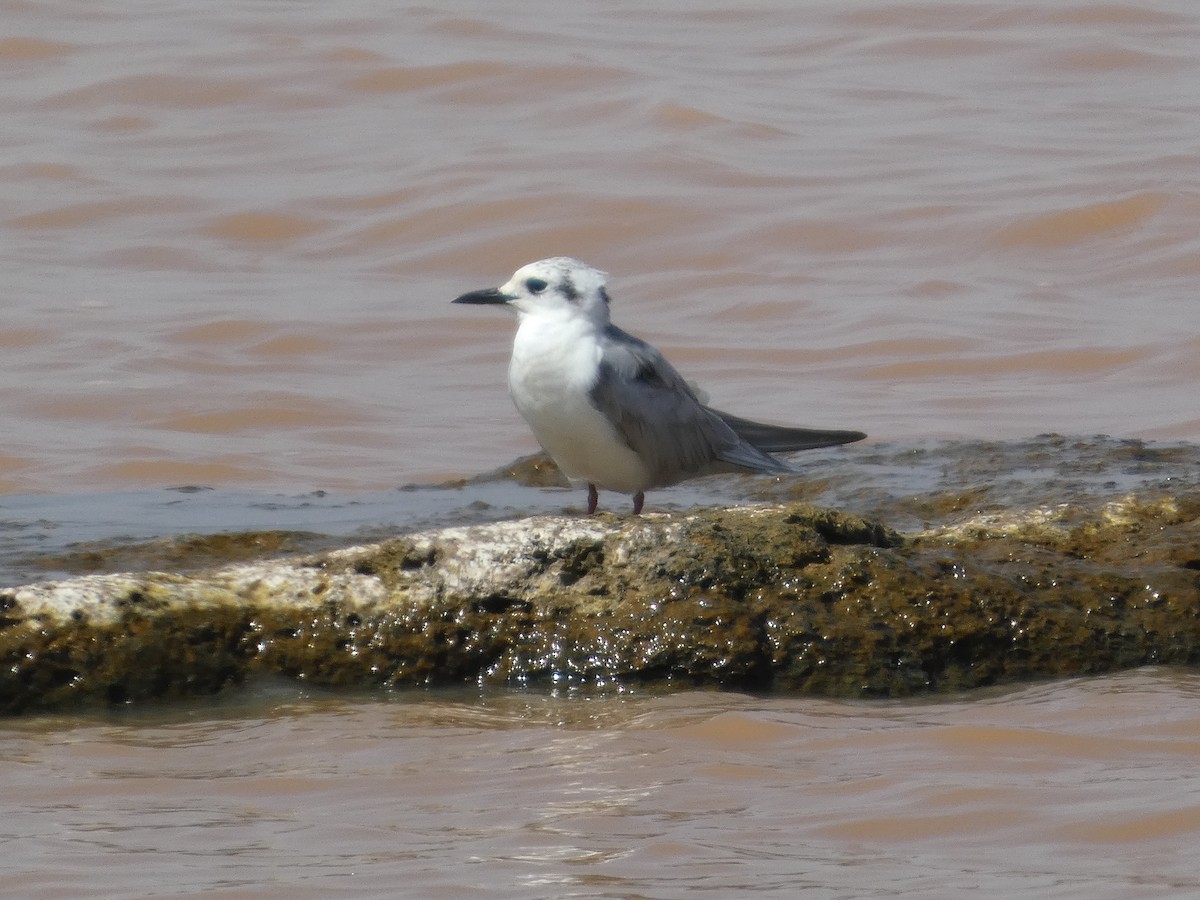White-winged Tern - ML647820236