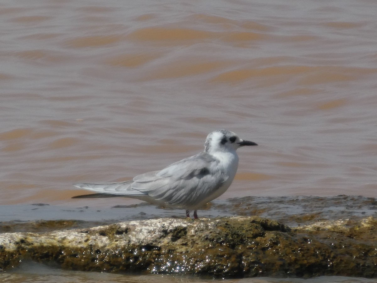 White-winged Tern - ML647820237