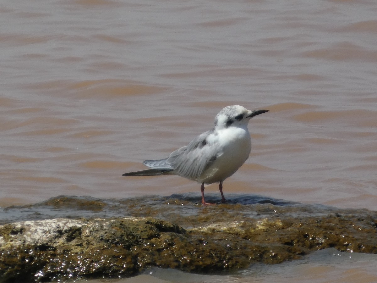 White-winged Tern - ML647820238