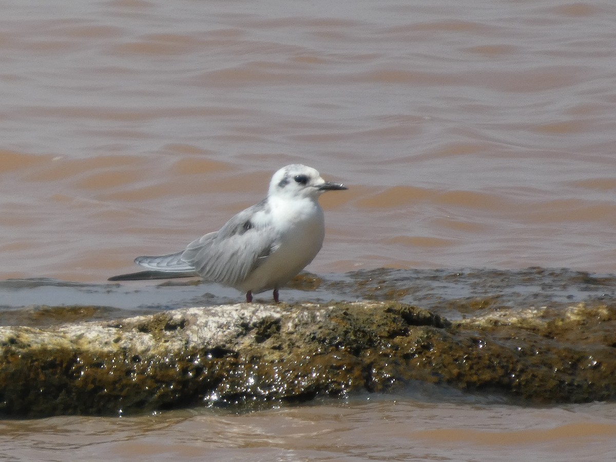 White-winged Tern - ML647820239