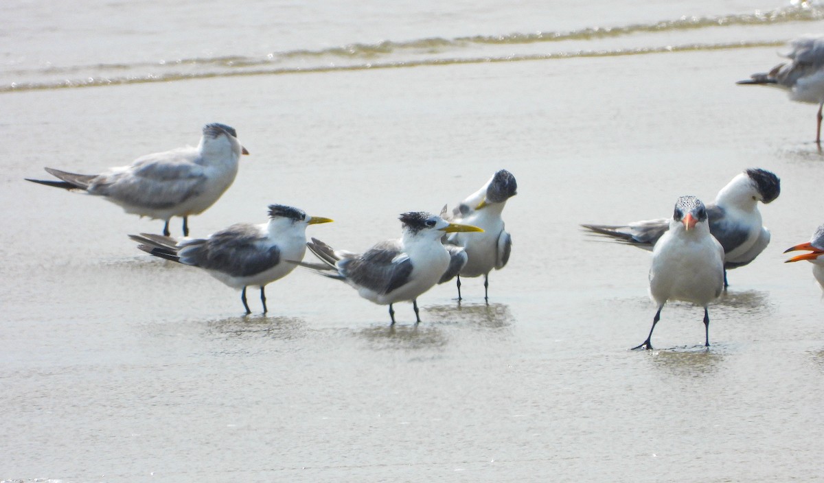 Great Crested Tern - ML647820240