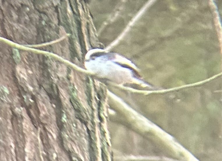 Long-tailed Tit - ML647820241