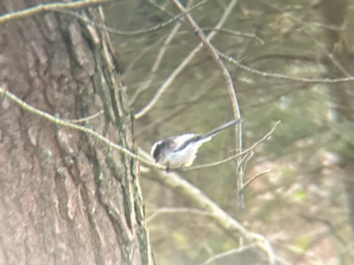 Long-tailed Tit - ML647820242