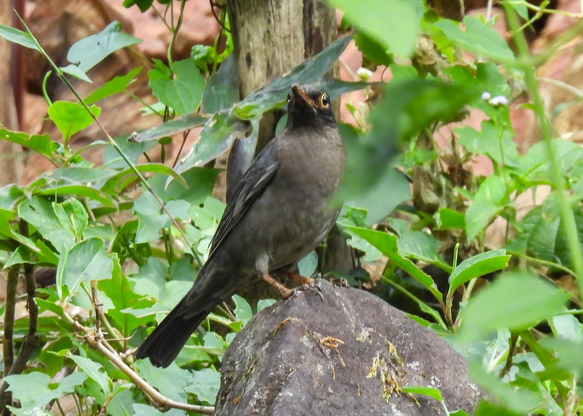 Indian Blackbird - ML647820243