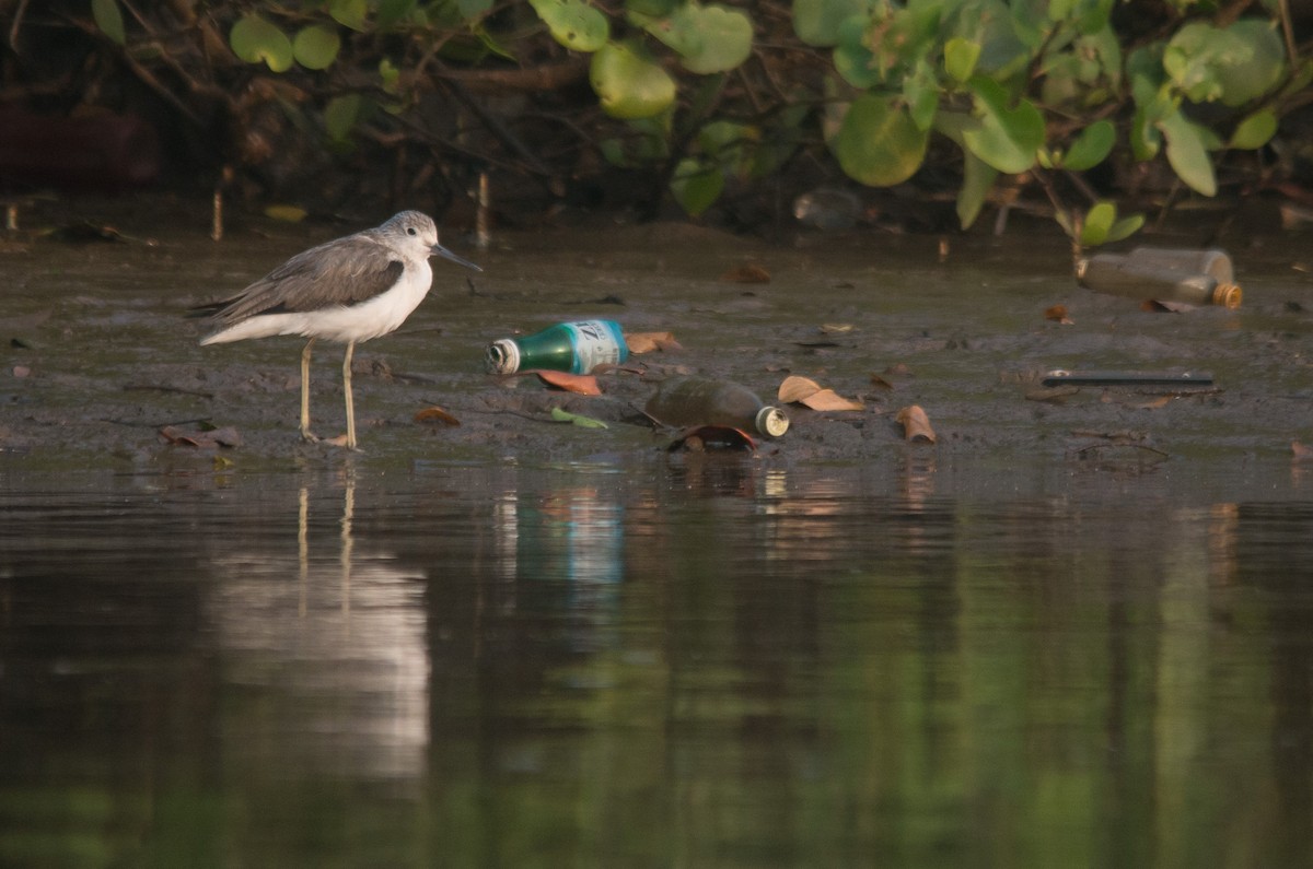 Common Greenshank - ML647820244