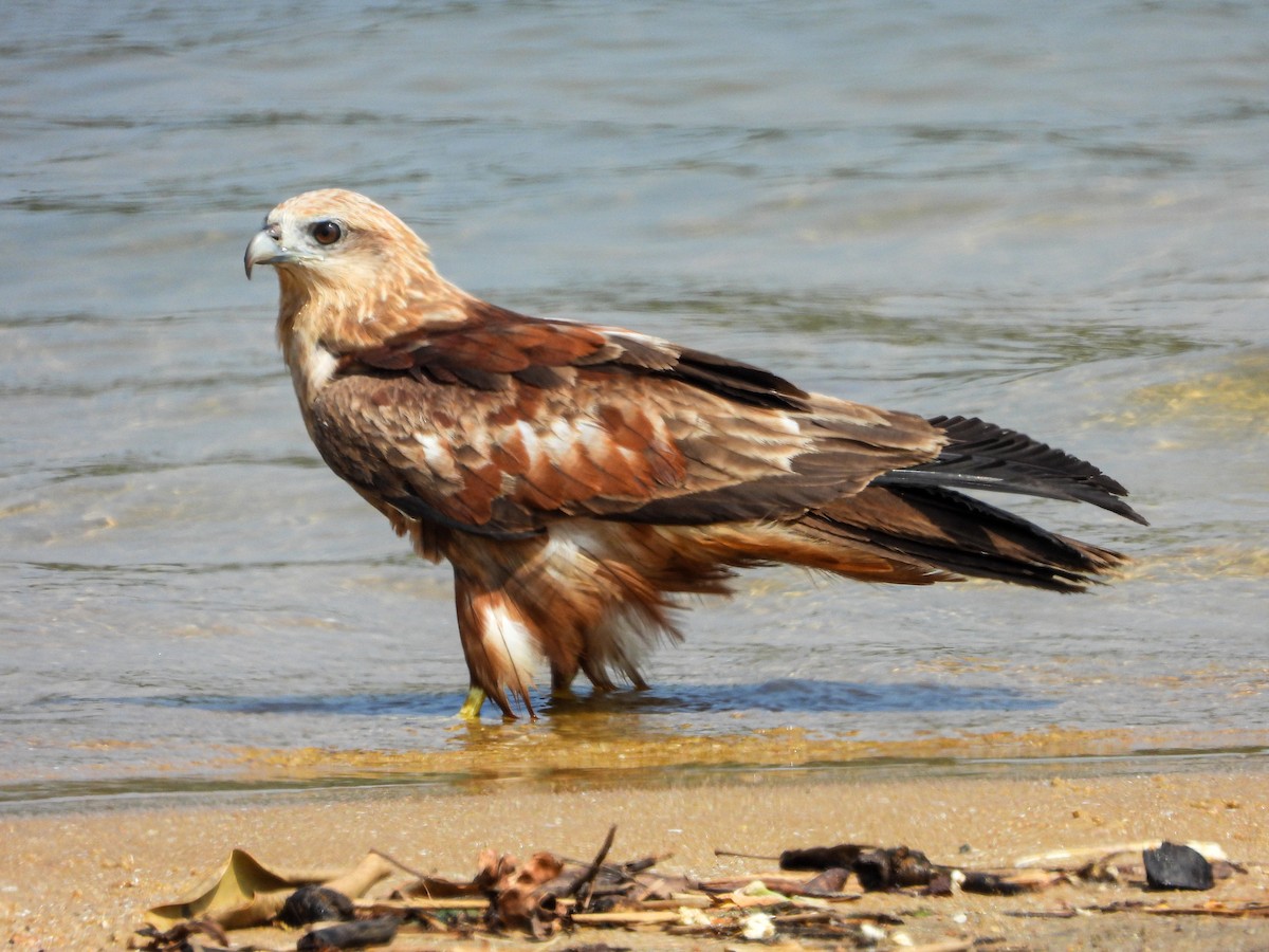 Brahminy Kite - ML647820245