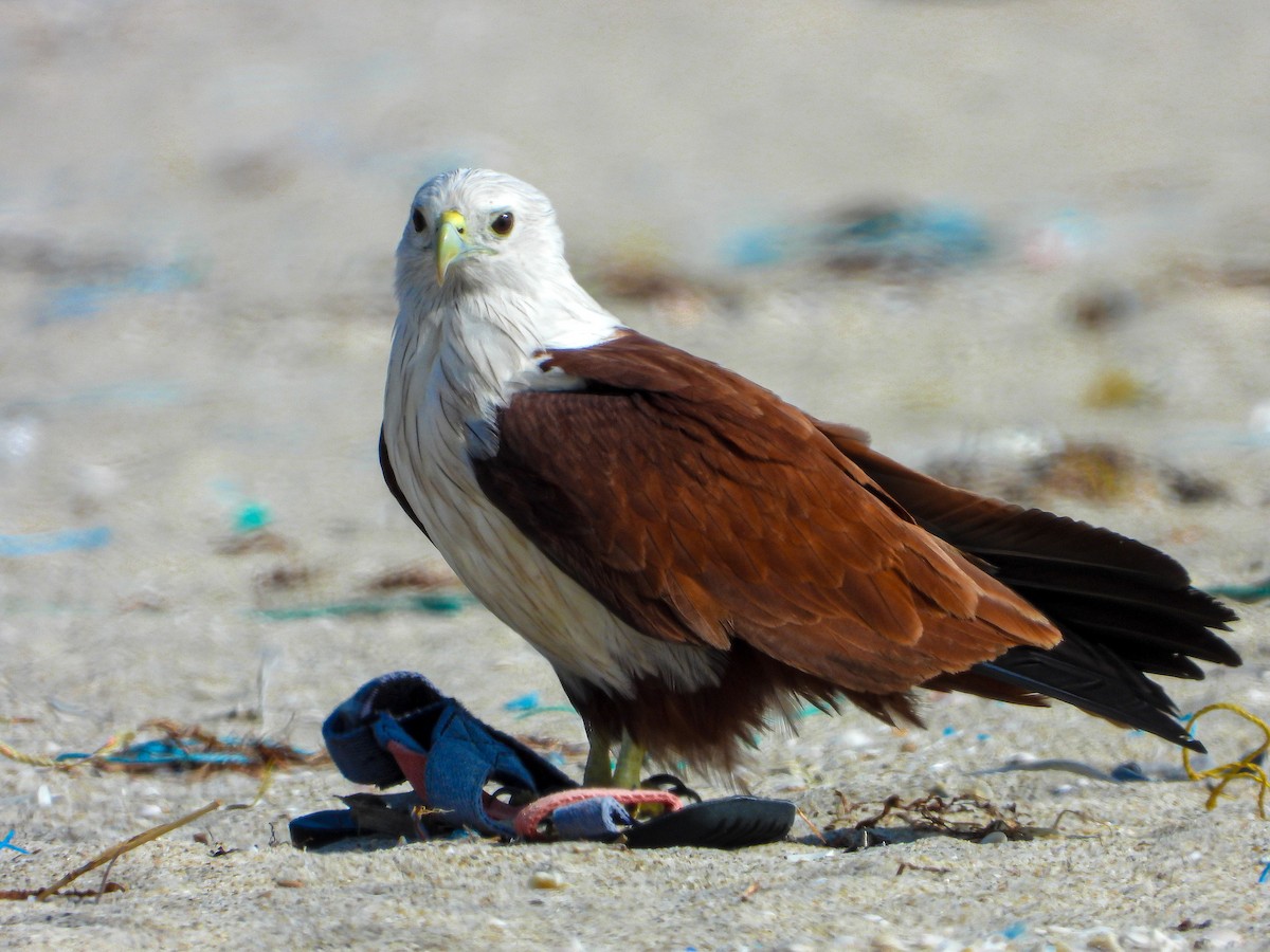 Brahminy Kite - ML647820246