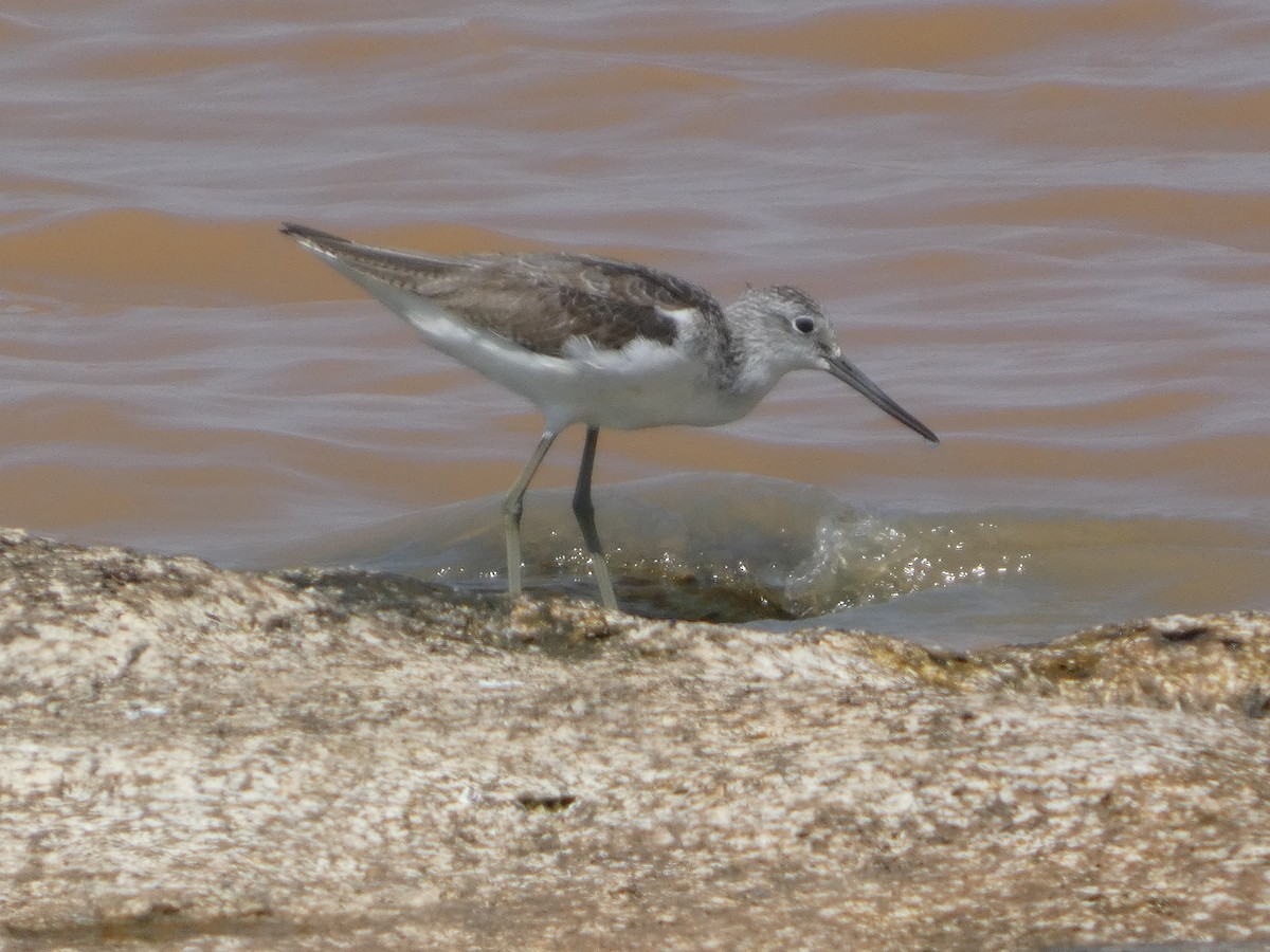 Common Greenshank - ML647820247