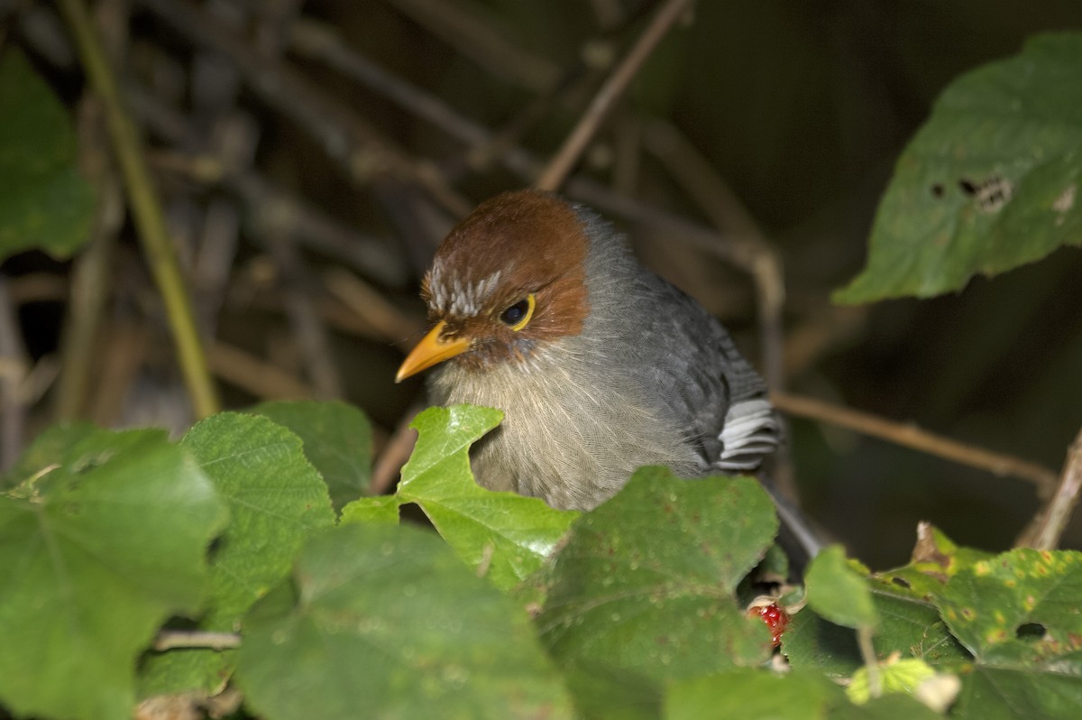 Chestnut-hooded Laughingthrush - ML647820248