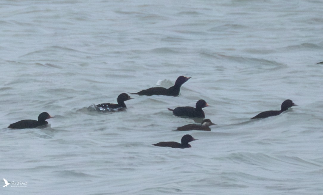 Common Scoter - ML647820252