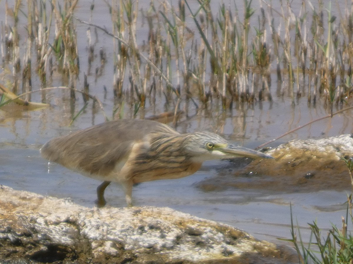 Squacco Heron - ML647820253