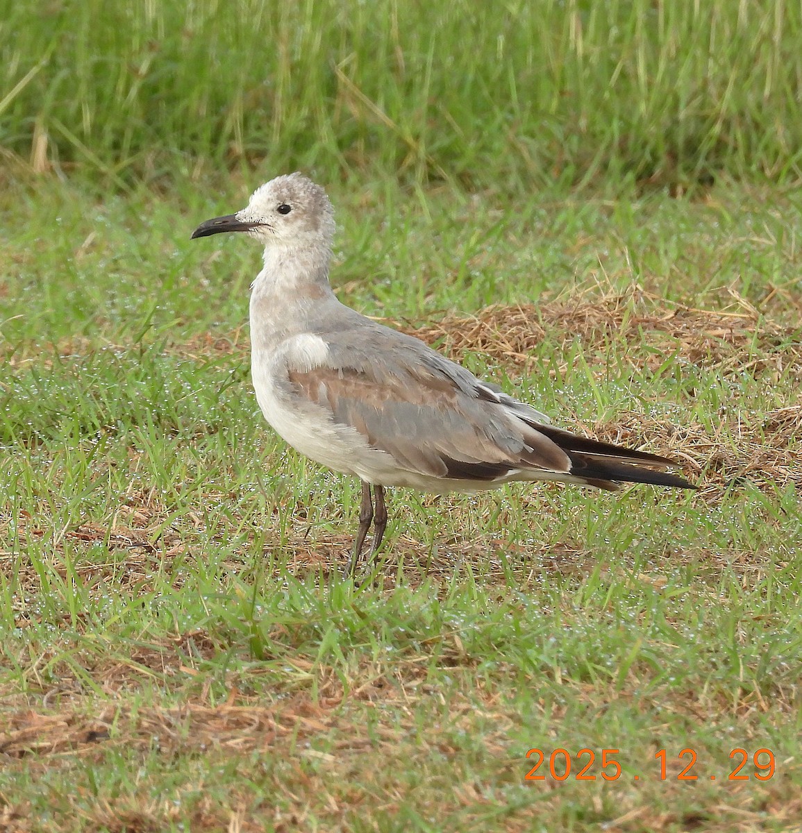 Lesser Black-backed Gull - ML647820278