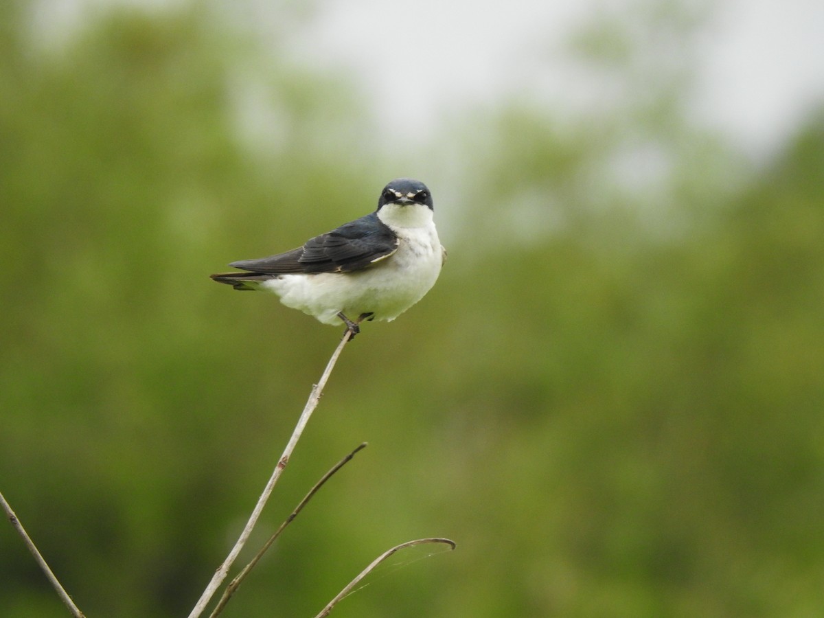 Hirondelle à diadème - ML647820279