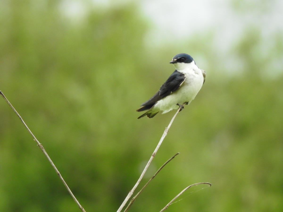 Hirondelle à diadème - ML647820280