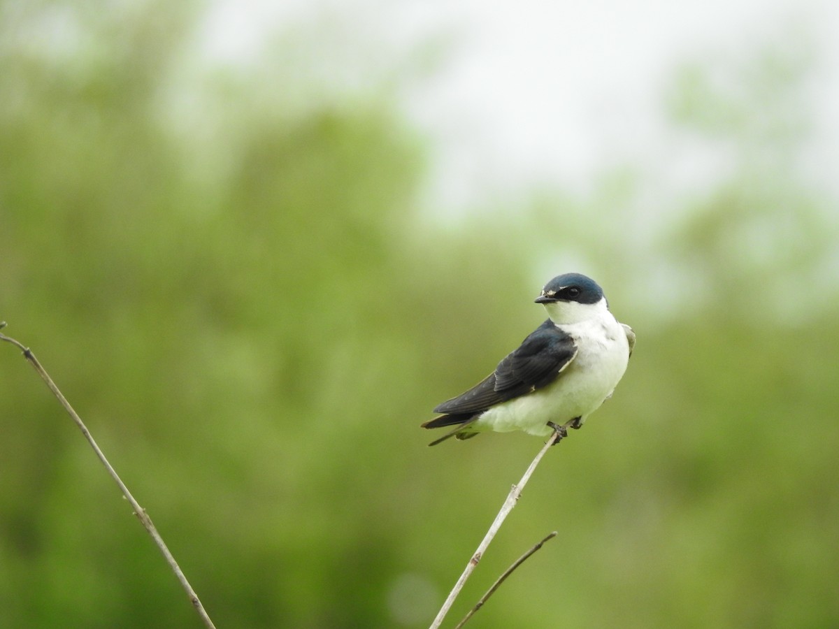 Hirondelle à diadème - ML647820281