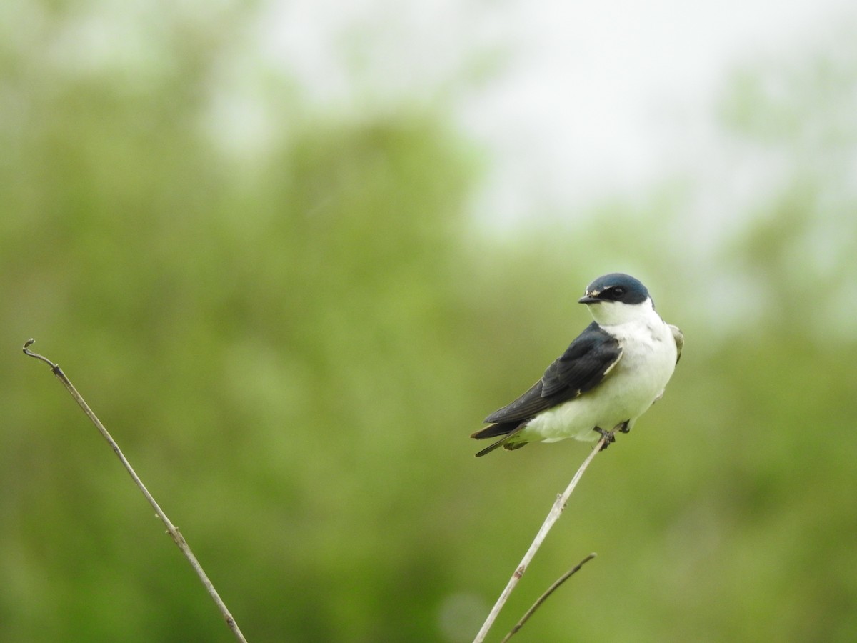 Hirondelle à diadème - ML647820282