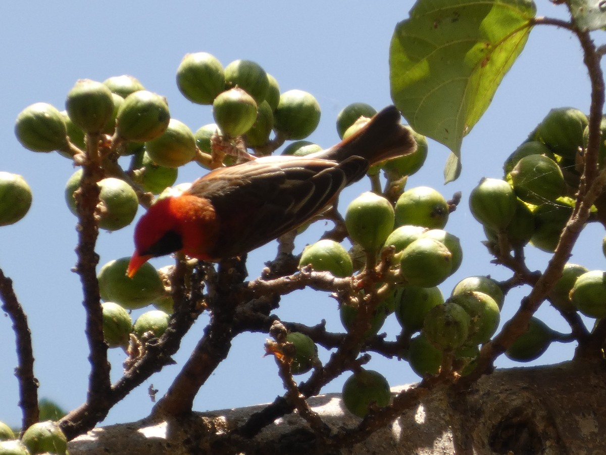 Anaplecte écarlate - ML647820291