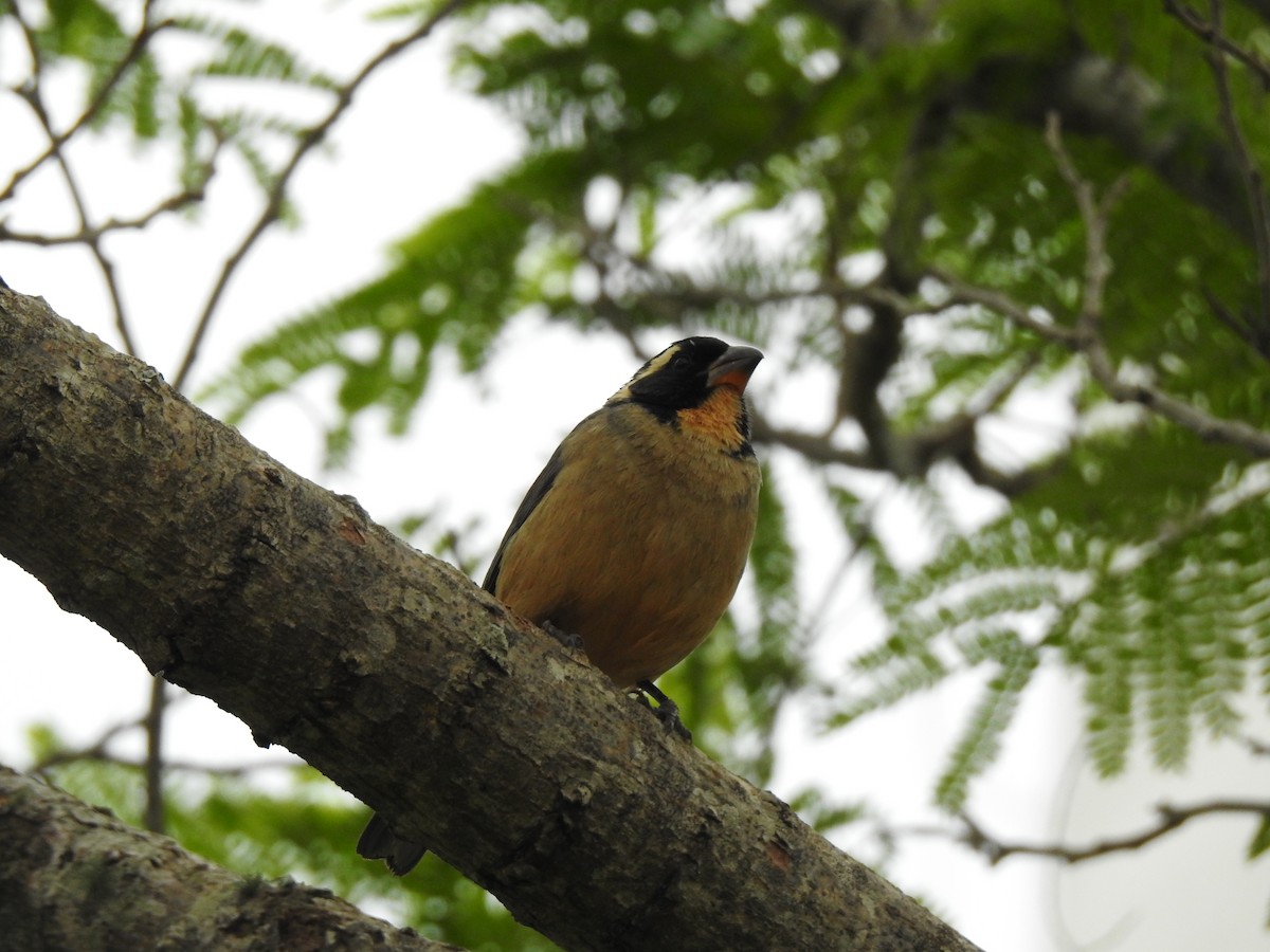 Golden-billed Saltator - ML647820292