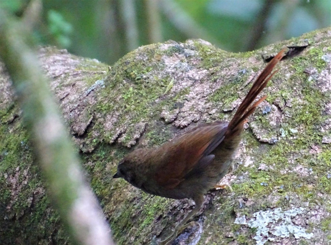 Gray-bellied Spinetail - ML647820304
