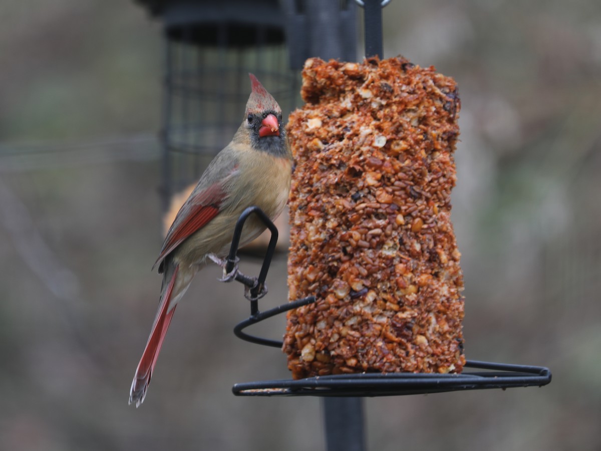 Кардинал червоний - ML647820308