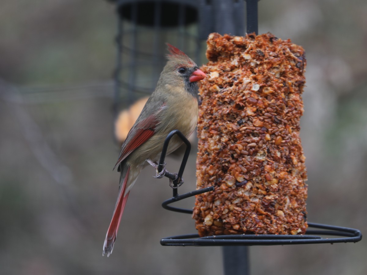 Кардинал червоний - ML647820309