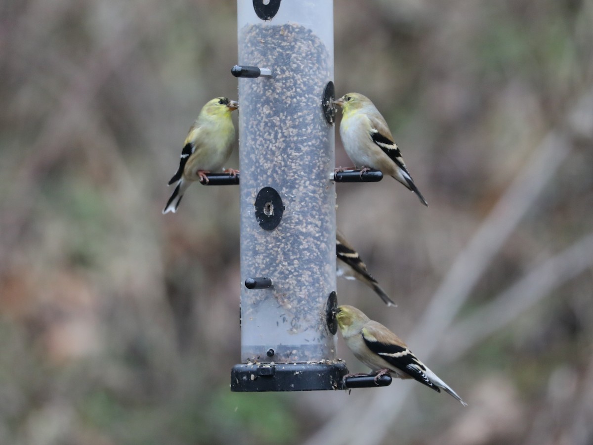 Чиж золотий - ML647820312