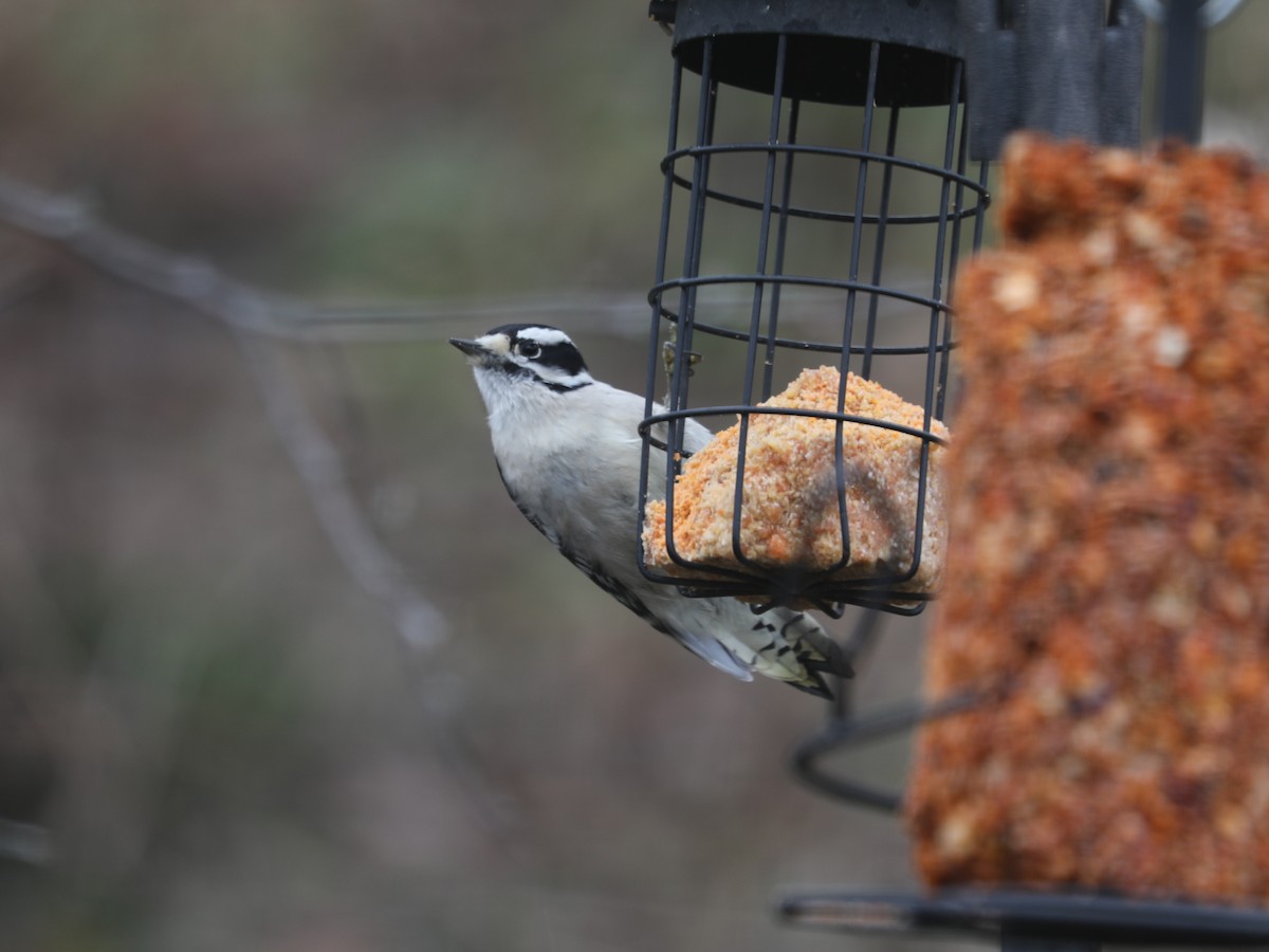 Дятел пухнастий - ML647820314