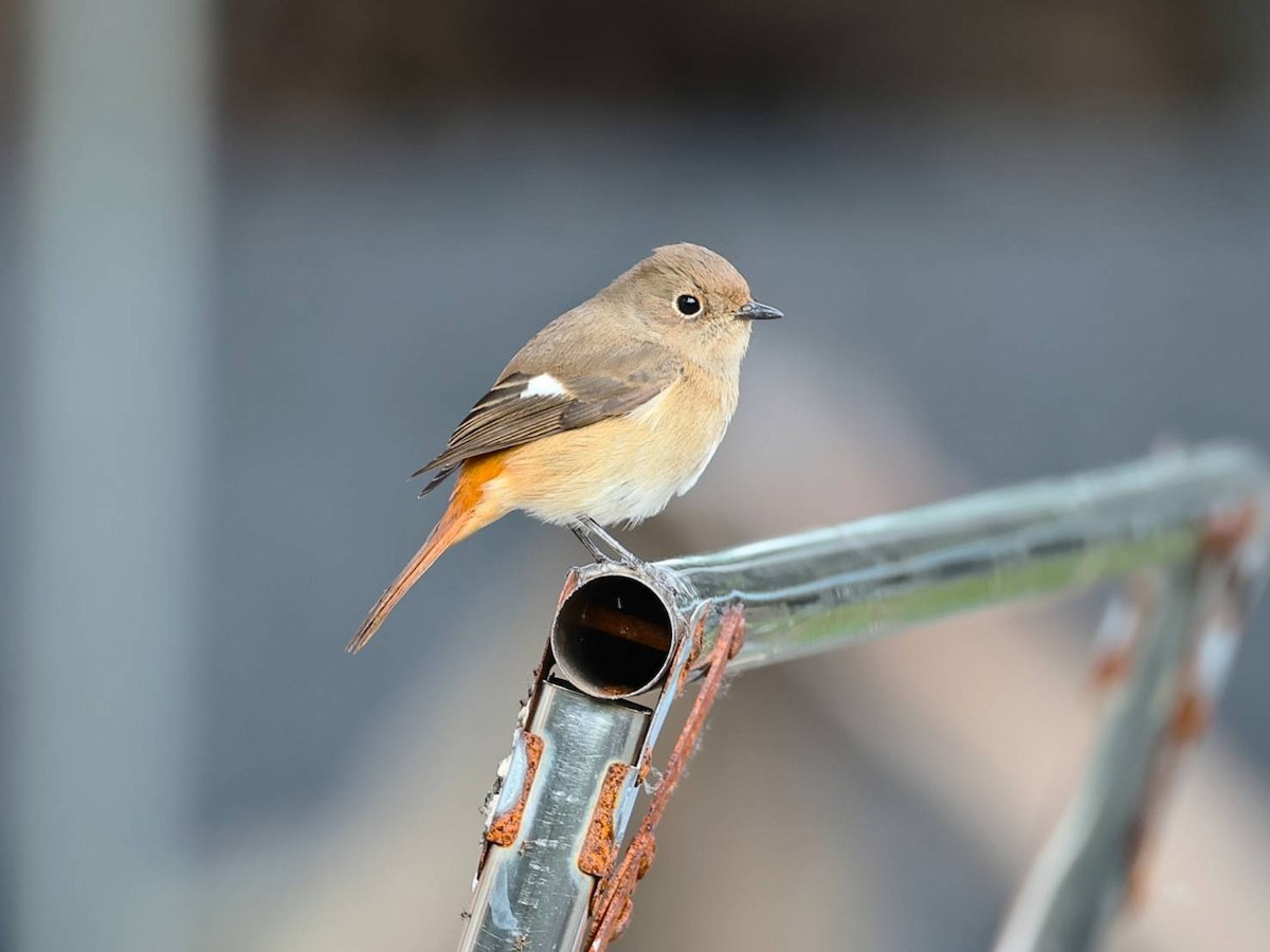 חכלילית סיבירית - ML647820322