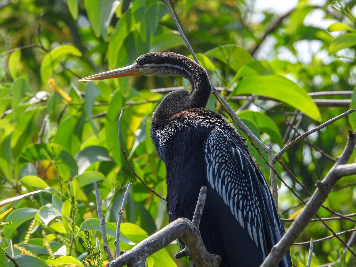 נחשון אסייתי - ML647820348
