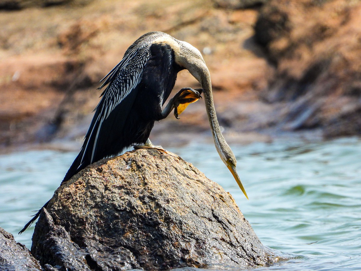 נחשון אסייתי - ML647820349